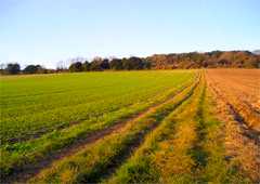 North Downs
                    Way National Trail