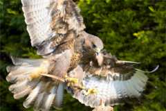 Exmoor
                    Falconry