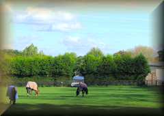 Silveremere Equstrian Centre