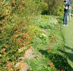 Highdown
                            Chalk Gardens